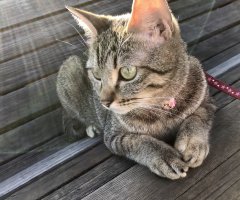 ネコ写真