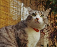 ネコ写真
