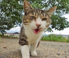 ネコ写真