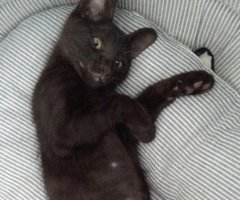 ネコ写真