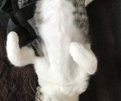 ネコ写真