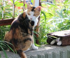 ネコ写真
