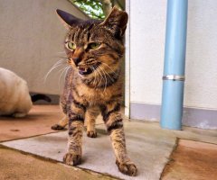 ネコ写真
