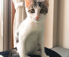 ネコ写真