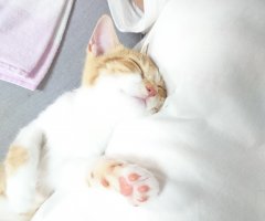 ネコ写真