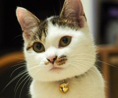 ネコ写真