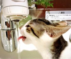 ネコ写真
