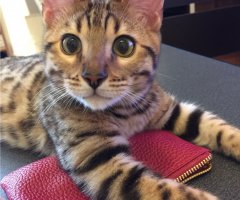 ネコ写真