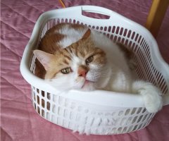ネコ写真