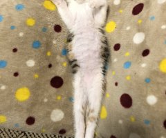 ネコ写真