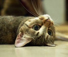 ネコ写真
