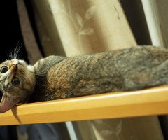 ネコ写真
