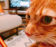 ネコ写真