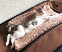 ネコ写真