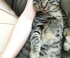 ネコ写真