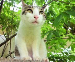 ネコ写真
