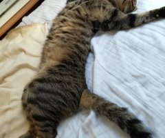 ネコ写真