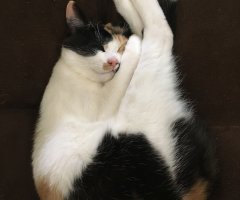 ネコ写真