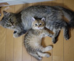 ネコ写真