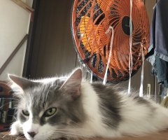 ネコ写真
