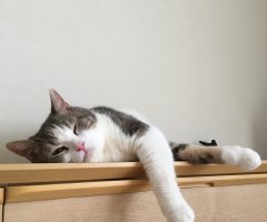 ネコ写真