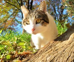 ネコ写真