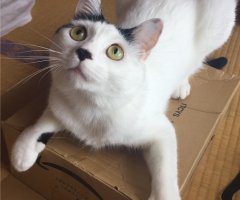 ネコ写真