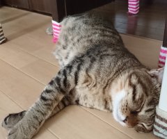 ネコ写真