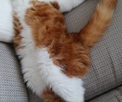 ネコ写真