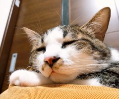 ネコ写真