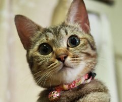 ネコ写真