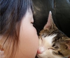 ネコ写真