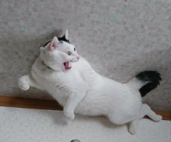 ネコ写真