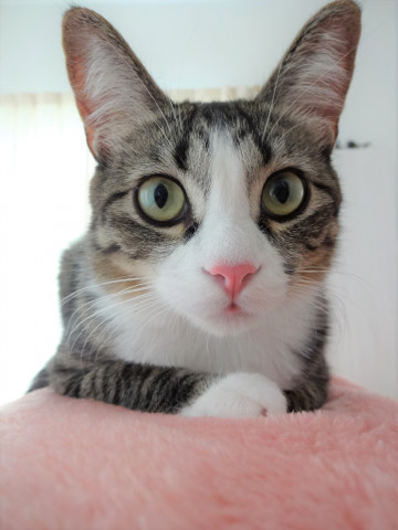 うさぎみたいな耳 かわいい猫写真 猫画像の投稿サイト ネコジルシ