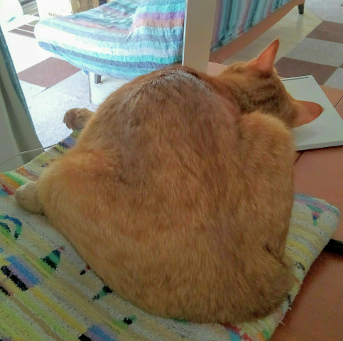 変な寝相 - かわいい猫写真u0026猫画像の投稿サイト - ネコジルシ