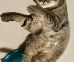 ネコ写真