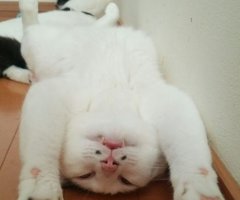 ネコ写真