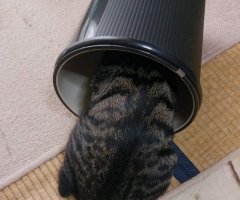 ネコ写真
