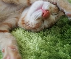 ネコ写真