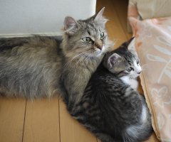 ネコ写真