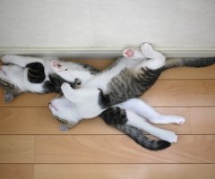 ネコ写真