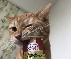 ネコ写真