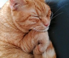 ネコ写真