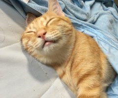 ネコ写真