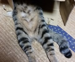 ネコ写真