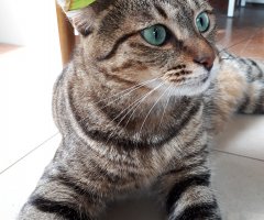 ネコ写真