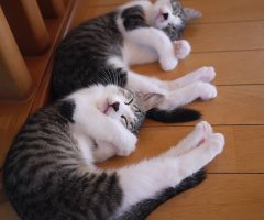ネコ写真