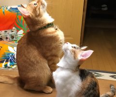 ネコ写真