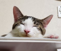 ネコ写真