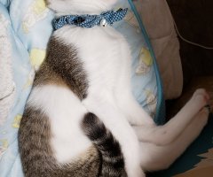 ネコ写真